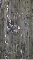 Tree Bark 0025